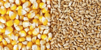 IGC reduz safra mundial de trigo e milho em 2026/27