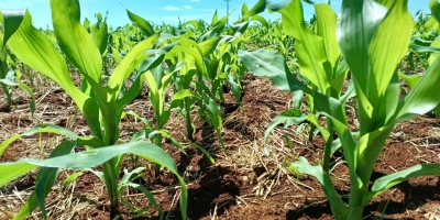 Plantio do milho se aproxima do final no Rio Grande do Sul