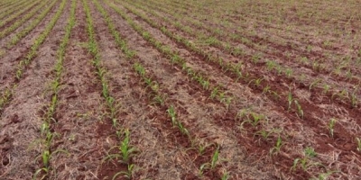 Plantio da segunda safra de milho chega a 0,8% no Brasil