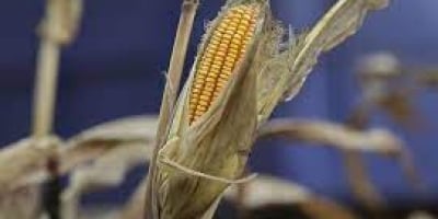 Milho sobe 2,6% em Chicago após relatório do USDA desta terça-feira, mas ainda acumula desvalorização de até 8,5% em junho