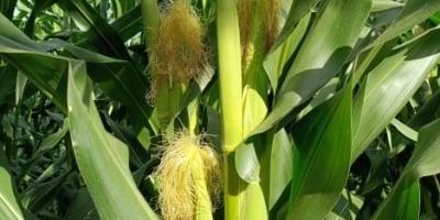 Chuvas favorecem desenvolvimento do milho no Rio Grande do Sul