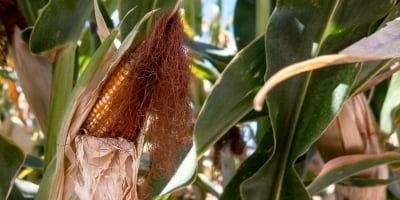 Repercutindo o USDA da semana passada, Chicago abre a 2ªfeira com altas para o milho