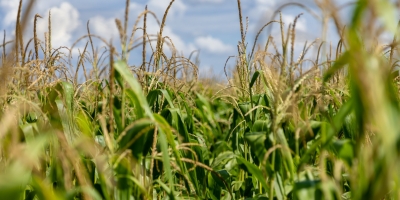 Aprosoja MT destaca papel do milho no fortalecimento da economia em Mato Grosso