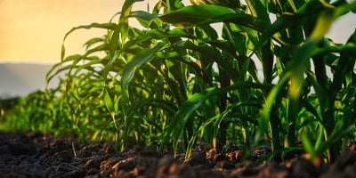 Bayer conecta digital e genética para transformar plantio de 2 milhões de hectares de milho por ano