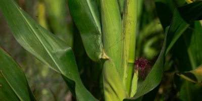 Milho do Paraná segue se desenvolvendo, com 26% da área em frutificação
