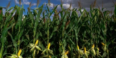 Safras & Mercado vê avanço na próxima safra de milho do Brasil e recuo na de arroz