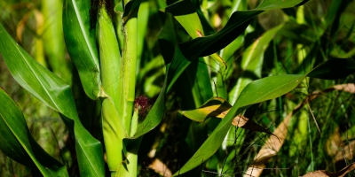 Plantio da segunda safra de milho passa de 95% no Brasil e Conab destaca problemas no PR, GO e MS