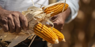 Milho: Mercado tem ampla capacidade de recuperação após pressão da safrinha, diz analista