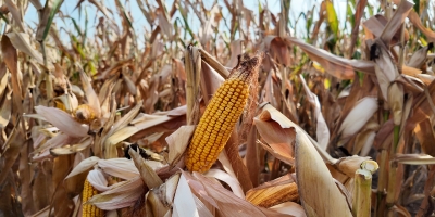 Entre guerra e custos altos, milho deve perder espaço nos EUA e provocar reação nos preços