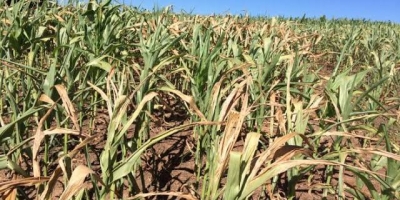 El Niño forte aumenta riscos para a safra brasileira no fim de 2026, aponta StoneX
