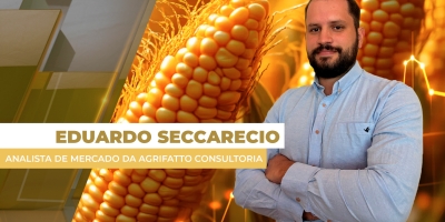 Colheita do milho vai se intensificar em julho e preços devem sentir a pressão no mercado brasileiro