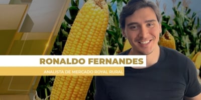 Produção recorde de milho nos EUA, com preços mais baixos, deve intensificar a concorrência com o Brasil nas exportações
