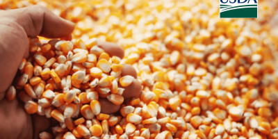 USDA informa nova venda de mais de 500 mil t de milho nesta 2ª feira (12)