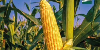 USDA corrige dados de setembro do milho dos EUA devido a "erro de processamento"
