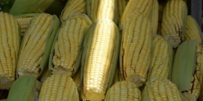 Volume de milho comercializado no atacado da Ceagesp vai quase dobrar neste mês de junho