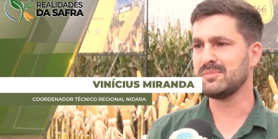 Híbridos resistentes protegem as lavouras do complexo de enfezamentos que pode tirar 30% da produtividade