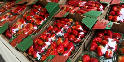 Morango do amor: Azul Cargo registra crescimento de mais de 9 vezes no transporte da fruta no primeiro trimestre