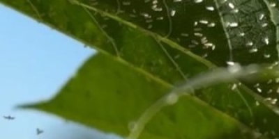 Produtor deve se preparar para potencial ataque intenso de mosca-branca na soja, recomenda pesquisador