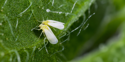 Pressão de mosca-branca cresce no algodão e já eleva risco à qualidade da fibra na safra 26/27