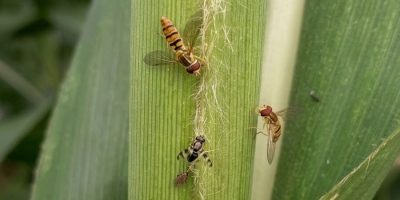 Mosca-sirfídeo reduz a infestação do pulgão-do-sorgo em lavouras de Minas Gerais