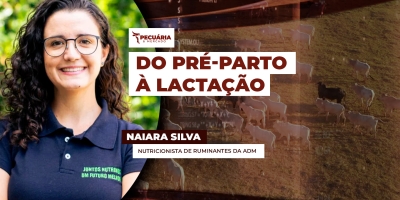 Estratégias nutricionais para apoiar período delicado de transição no rebanho leiteiro