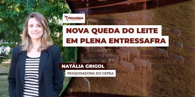 Enquanto leite ao produtor cai quase 4% , custo de produção recua apenas 0,72% em maio, diz Cepea