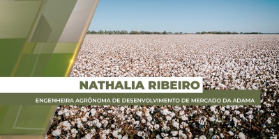 Produtores de algodão iniciam manejo contra doenças