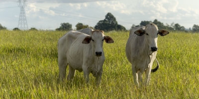 Embrapa Pecuária Sul orienta produtores sobre manejo do campo nativo após o retorno das chuvas