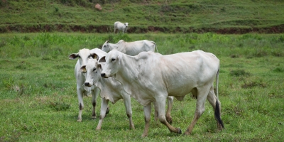 Agrobrazil: Boi gordo registra predominância de queda nos preços médios em relação ao último relatório