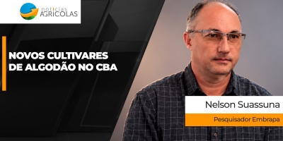 Embrapa lança dois novos cultivares de algodão durante congresso em MG