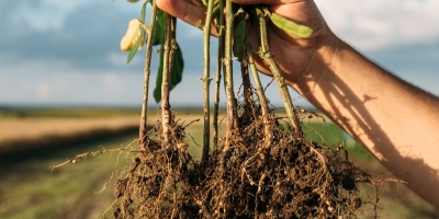 Verango® Prime transforma o combate aos nematoides no campo