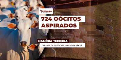 Doadora Nelore de MT se destaca pela quantidade recorde de Oócitos numa  única aspiração