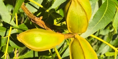 Produção de noz-pecã pode chegar a 7 mil toneladas na safra 2026