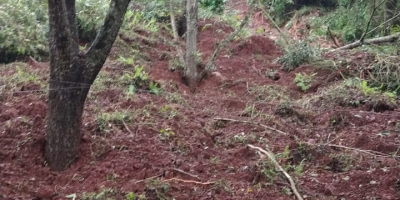 Chuvas e déficit hídrico colocam manejo da nogueira-pecã em pauta no ENAPecan