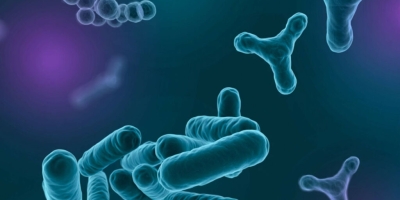 Nutrição animal: biopolímero inovador pode elevar eficácia de probióticos na produção pecuária russa