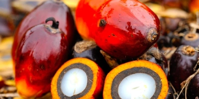 Óleo de palma pode superar soja em 2027 com impacto do El Niño e maior demanda por biodiesel