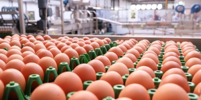 Exportações de ovos crescem 15% e fortalecem a diversificação de produtos mineiros embarcados