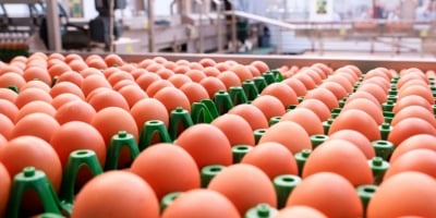 Exportações de ovos totalizam 40,9 mil toneladas e batem recorde histórico em 2025