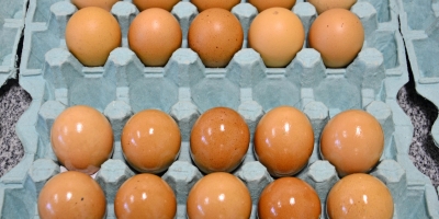 Produção de ovos em Minas Gerais cresce 58,1% em dez anos