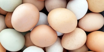 Projeto na Etiópia utiliza ovos em pó para fortalecer nutrição infantil e impulsionar produção avícola local