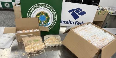 Ovos embrionados ilegais são apreendidos no Galeão e acendem alerta sanitário