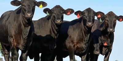 Embrapa avalia temperamento de bovinos da raça Brangus