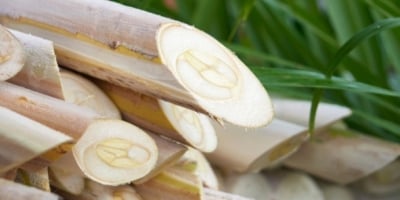 Com palmito pupunha, agro de São Paulo soma 9 Indicações Geográficas reconhecidas pelo Inpi