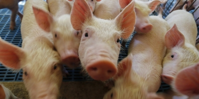 Produção de ração cresce na Alemanha e reforça demanda da suinocultura