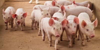 Reino Unido retira produtos suínos após escândalo sanitário envolvendo peste suína africana no Vietnã