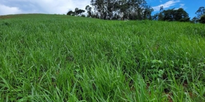 Controle de plantas daninhas em áreas de pastagem pode aumentar o carbono no solo