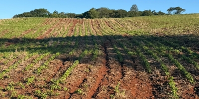 Lavouras de verão pioram no Paraná e Deral já  registra 12,3 mil hectares em condições ruins