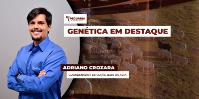 Precocidade ainda é a característica genética mais buscada para o aprimoramento do rebanho brasileiro