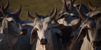 Fronteira dos EUA reabre para gado mexicano, mas persistem preocupações com parasita