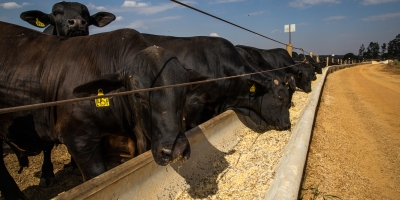 Confinamento em alta: Mato Grosso amplia volume de bois terminados em 2025 mesmo com menos produtores na atividade